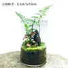 Tanque de Micro Paisagismo com Musgo Aquário Garrafa Tanque de Musgo Micro Garrafa Garrafa de Musgo Hidropônico Plantas Hidropônicas Plantas Verdes
