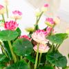 Pequeno Lótus Ninfeia Decoração de Casa Hotel Aquário Ornamentos Decoração de Engenharia Flores Atacado Plantas Verdes Mais Vendidos Alta Simulação