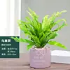 Helecho Nido de Pájaro en Maceta - Planta Pequeña Purificadora de Aire para Interiores, para Oficina, Perenne y Fácil de Mantener, Planta Verde Tolerante a la Sombra
