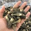 Morchella atacado morchella de Yunnan produtos secos atacado origem fornecimento uma geração de cabelo