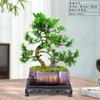 Bonsái Podocarpus Forma Interior Elegante Creativo Plantas en Maceta Fáciles de Cultivar y Mantener Mesa de Café Plantas Verdes Florales de Oficina
