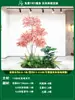 Paisagismo de Planta Artificial Varanda Arranjo de Paisagem Escada Interna Sob Árvore de Flores Artificiais Decoração Biomórfica Planta Verde Paisagismo Combinação