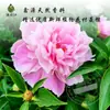 Suministros del Fabricante Hidrosol de Flor de Peonía 1 kg, Extracto de Destilación de Flor Fresca, Líquido Tónico e Hidratante para Cosméticos al por Mayor