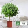 Árvore da Paz em Vaso para Interior Sala de Estar Árvore da Felicidade em Vaso Planta Grande Planta Perene Verde Frete Grátis Liquidação de Tronco Velho