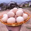 (34g-44g/pieza) Huevos frescos de gallinas de corral criadas en montañas y bosques, alimentadas con Cordyceps y granos