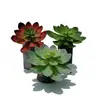 Planta Suculenta de Cactus, Loto de Piedra, Baolian, Loto de Nieve, Planta Suculenta Mini en Maceta, Decoración Llamativa, Joyería
