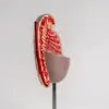 Modelo de Anatomía del Sistema de Órganos Reproductivos Masculinos Humanos Modelo Reproductivo Urinario Enseñanza Modelo de Testículo