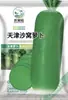 Semillas de Rábano Wuying Huerto de Campo Rábano Blanco Crujiente de Maduración Temprana Semillas de Rábano Blanco con Piel Roja Todo el Año