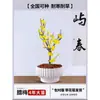 Plántulas de Waxflower en Maceta, Plantas con Flores de Interior y Exterior, Bonsái de Waxflower Fragante, Resistente para Jardines