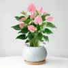 Planta en Maceta de Anturio con Flores, Planta de Interior para Escritorio de Oficina, Planta Verde para Sala de Estar, Purifica el Aire, Bonsái Fácil de Mantener