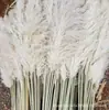 Pampas secos Fábrica de pampas al por mayor Ramo grande de flores secas de pampas rama alta Hogar Boda Fotografía Atrezzo para paisajismo