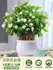 Planta de Jasmim em Vaso para Uso Interno, Repele Mosquitos, Elimina Odores, Sempre Verde para Todas as Estações, Fresca e Fragrante, Planta com Flores Atraentes para Mesa de Casa