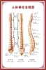 Diagrama del Esqueleto Humano, Cartel de Pared Grande, Diagrama de Órganos, Gráfico de Estructura de Órganos Internos, Gráfico de Puntos de Acupuntura, Póster del Gráfico de Anatomía Muscular Humana