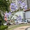 Nueva flor de boda morada al por mayor, púrpura claro, nieve, cian, púrpura, azul, salón de bodas, flor falsa decorativa, flor de seda