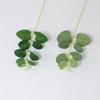 Simulación de una sola planta de eucalipto, planta verde, decoración, caja de regalo, corona, accesorios de decoración, arreglo floral, accesorios de fotografía, dinero, hoja