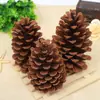 Óleo de pinho americano pinho pinho local pinho de abeto pinho lariço 1-15CM pinha flor seca decoração DIY atacado