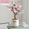 Wanfang Coroa da Longevidade Flor Begônia em Vaso Resistente ao Frio Seda de Jade Colorida Muda de Jardim Velho Tronco Flor de Bonsai Planta Anã