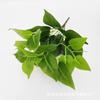 Fornecimento Direto da Fábrica de 7 Plantas Verdes Similares de PVC, Estrelas de Rabanete Verde, Folhas Falsas, Presentes, Decoração para Quarto de Casamento, Enfeites Decorativos