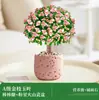 Suculenta Forma de Paleta de Caramelo Rama Dorada Hoja de Jade, Florece Todo el Año, Planta Verde de Interior Balcón, Planta de Flor en Maceta