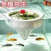 Criativo Aquário Vaso de Flor Flutuante Cesta de Plantio Hidropônico Simbiose Peixe e Planta Decoração de Aquário Plantas Aquáticas Verdes Planta em Vaso Suspensa