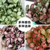 Hierba enmallada, helecho de hoja pequeña, micro paisajismo, terrario acuático, musgo hidropónico, planta verde decorativa, planta verde de escritorio DIY