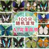 Especímenes de Mariposas Reales para Práctica, Mariposas Originales con Alas Sin Abrir, Materiales DIY para Espécimenes de Insectos, Mariposas Monarca, Insectos Originales, Mariposas Cola de Golondrina