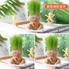 Una Planta Pequeña en Maceta Que Florece al Regarla sobre el Cabello de una Muñeca de Cabello Largo, Adecuada para la Observación del Crecimiento de Plantas en Jardín de Infancia, Fácil de Cuidar y Mantener por Niños