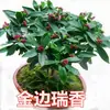Planta em Vaso Daphne de Phnom Penh, Tipo com Cheiro Forte e Botões, Planta de Flor para Sala de Estar Antiga em Interior, Flor Resistente ao Frio que Floresce em Todas as Estações