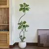 Plantas Verdes Artificiais, Árvore de Borracha Preta de Luxo de Alta Qualidade, Figueira Lira, Árvore Decorativa Artificial de Chão de Alta Qualidade para Sala de Estar Interna