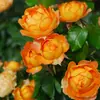 Envío Directo de Una Pieza Plántulas de Rosa Grande para Desfiles Trepadora para Balcón Rosa Trepadora de Cuatro Estaciones Planta Trepadora Rosa Planta de Rosa en Maceta