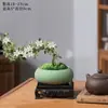 Junio Nieve Bonsái Acantilado Flor Roja Mesa de Té Zen Interior Alféizar de Ventana Planta Pequeña Verde Mesa de Centro de Oficina Escritorio Planta en Maceta
