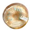 Caja de nido de pájaro de acrílico transparente con interior de cerradura engrosada, caja de nido de pájaro redonda para Cordyceps, caja de plástico para Dendrobium y ginseng americano