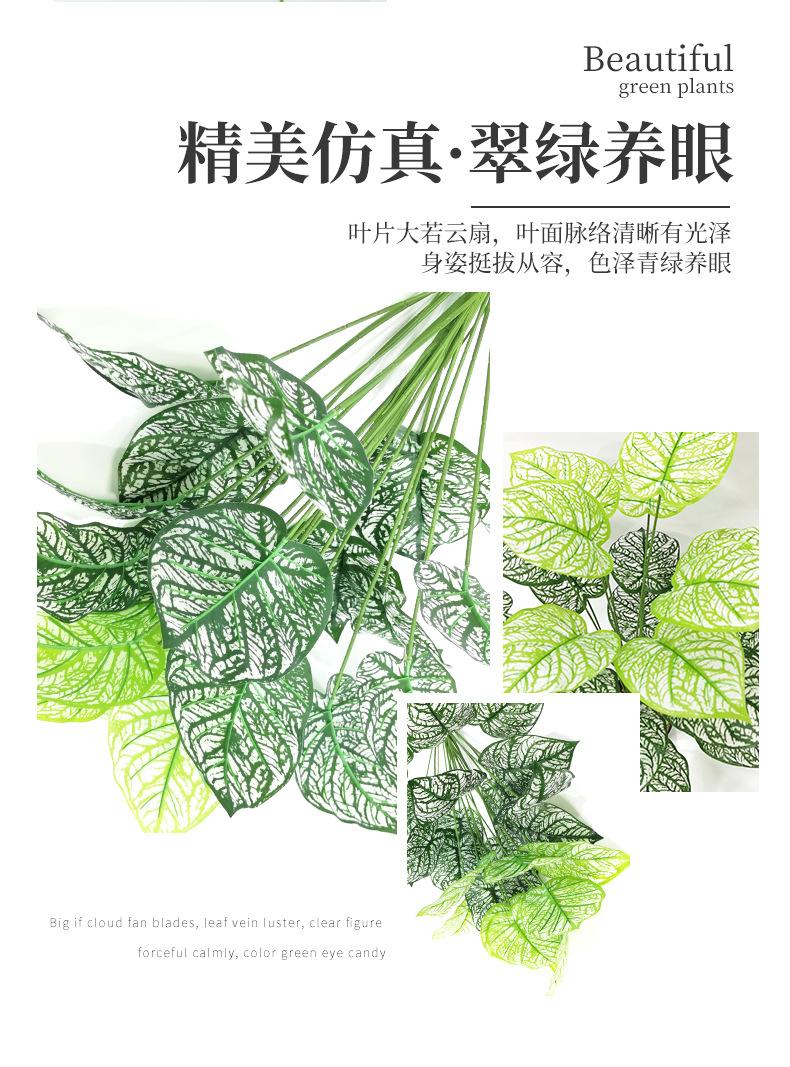绿萝_07.jpg