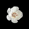 Procesamiento Personalizado de Varios Tipos de Flores Tongcaohua, Múltiples Diseños de Flores Adecuados para Aromaterapia/Decoración, Fabricante Directo de Flores Secas