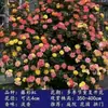 Plántulas de rosa, rosal trepador, árbol con floración extra grande, planta trepadora, flor trepadora para pared de balcón, rosal en maceta, florece todo el año