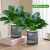 Plantas Verdes en Maceta de Diamante Dorado, Cesta de Potos de Diamante Platino, Plantas Hidropónicas, Flores, Suculentas, Flores Fáciles de Cultivar para Personas Perezosas en la Oficina