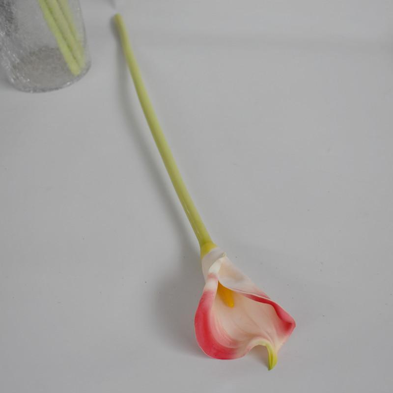大马蹄莲红白