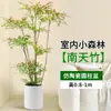 Planta em Vaso Nantian Bambu Árvore Real para Sala de Estar, Grande Formato de Planta Verde de Alto Padrão, Tronco Velho, Planta Fácil de Manter no Escritório em Todas as Estações
