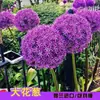 Bulbos de cebola de flor grande importados da Holanda, plantas de flores em vaso, bulbos de flores para plantio no jardim que florescem no mesmo ano