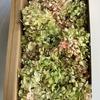 Gradiente de Cor Madeira Hortênsia Flor Eterna Rosa Caixa de Presente Material da Flor Conservatória da Flor Seca Material da Flor Eterna