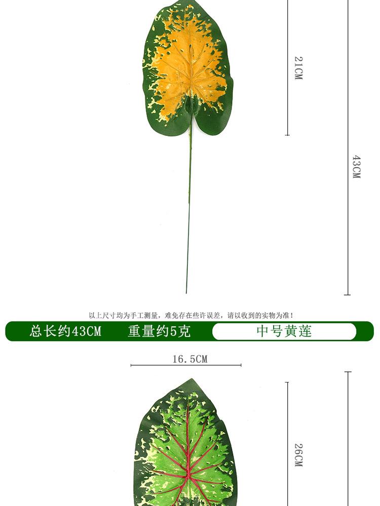 红莲单支_06.jpg