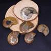 Concha natural malagea al por mayor rodaja de fósil de concha pieza abierta piedra crisantemo de concha fósil de paleontología espécimen de piedra original