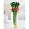 Dragón de Bambú Wenchang Bambú 4 Piezas con Raíces para Cultivo en Agua, Bambú Rico y Próspero, Plantas de Alto Cultivo en Agua, Plantas de Interior para Sala de Estar