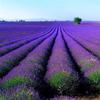 Sementes de Centáurea Perene no Atacado de Várias Regiões, Sementes de Dianthus Multicolores, Flores Medicinais, Flores de Trigo Gigantes, Sementes para Jardinagem