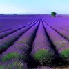 180 Variedades de Sementes de Flores Não Repetitivas, Fáceis de Cultivar em Todas as Estações, Podem Afastar Mosquitos, Adequadas para Varandas Internas e Externas, Distribuição Transfronteiriça