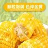 2,5kg de milho doce e crocante em espigas da fruta de Guangxi, substituto de refeição saudável, milho fresco doce e crocante, pronto para comer sem cozinhar