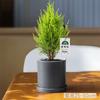 [Relax] Pinheiro Fragrante Pequeno Árvore de Natal Planta Verde Cipreste Planta de Mesa de Escritório Em Vaso Presente de Feriado Presente