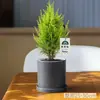 Árbol de Navidad Pino Fragante Pequeño Planta Verde Ciprés Planta de Escritorio de Oficina Planta en Maceta Regalo Festivo para Regalar