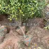 Plantones de Kumquat Miel para Dropshipping para Plantar en Jardines en el Norte y el Sur, Árboles de Naranja de la Fortuna Injertados en Maceta, Plantones de Cítricos