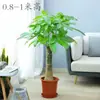 Árvore do dinheiro em vaso para ambientes internos, fácil de cultivar, grande árvore do dinheiro, planta verde, sala de estar, escritório, inauguração de casa, flor, bonsai